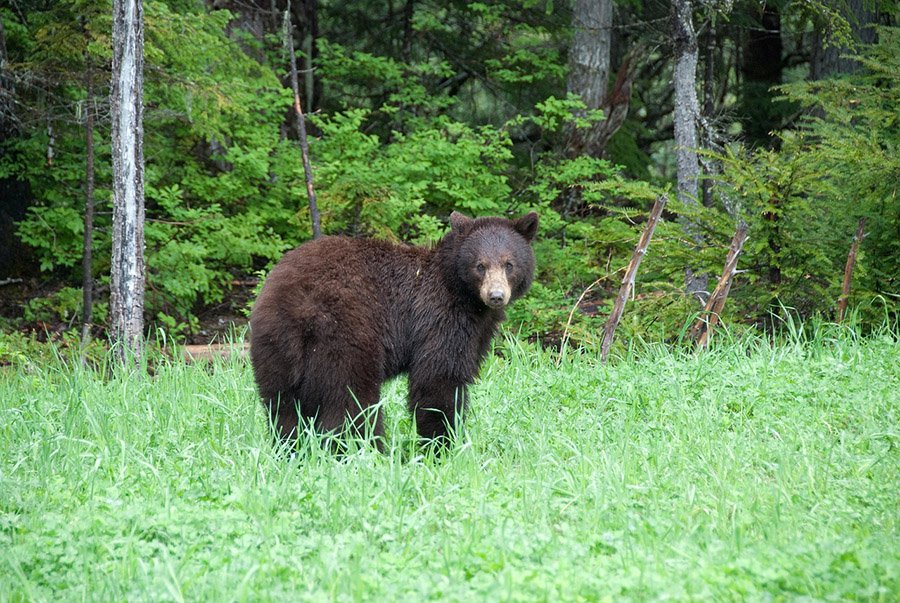 Canada