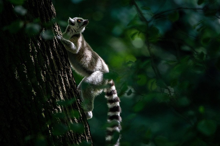 Madagascar