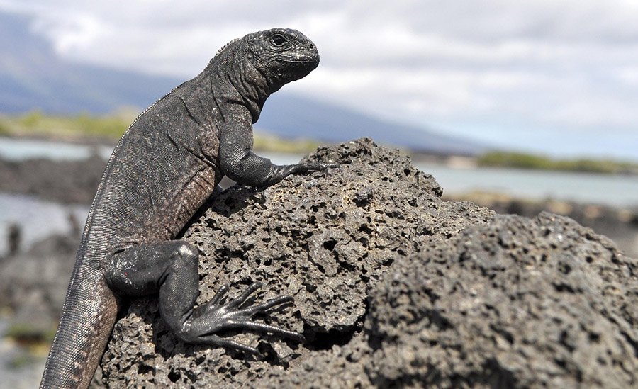 Galapagos